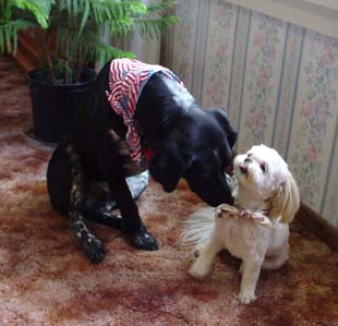 Dog bandana