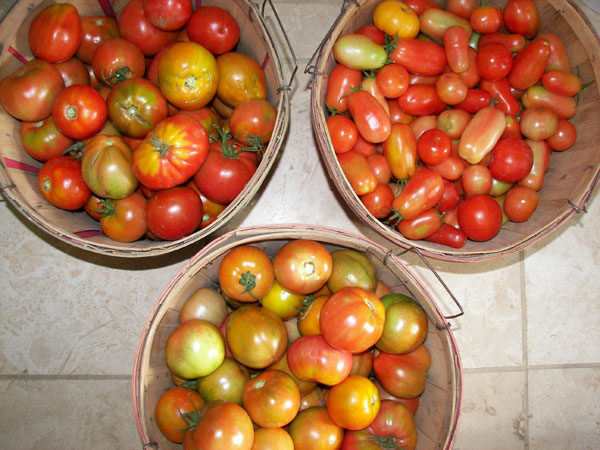 Tomatoes